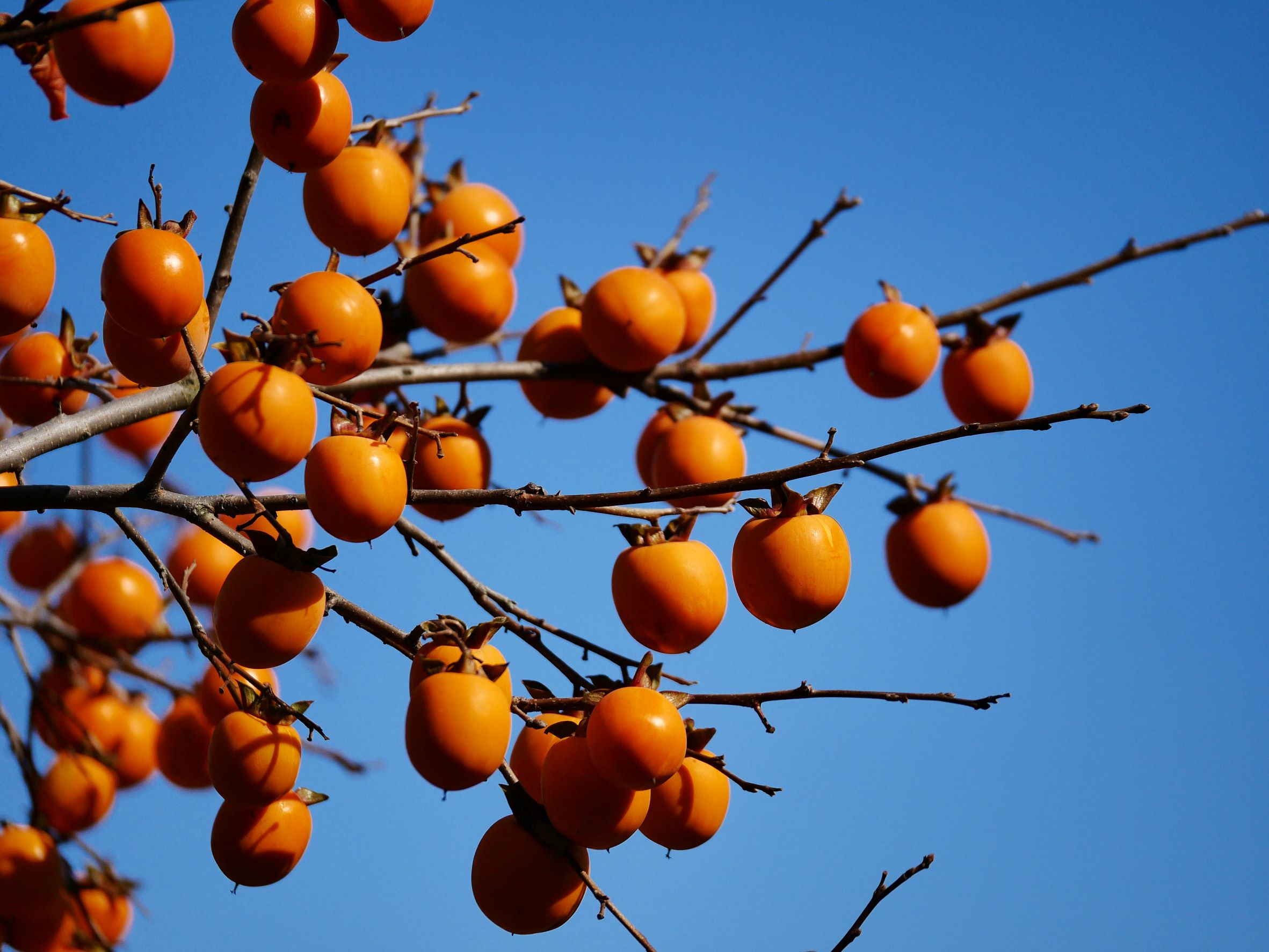persimmons against blue sky to reflect harvesting and nature themes in the youtube videos in this article